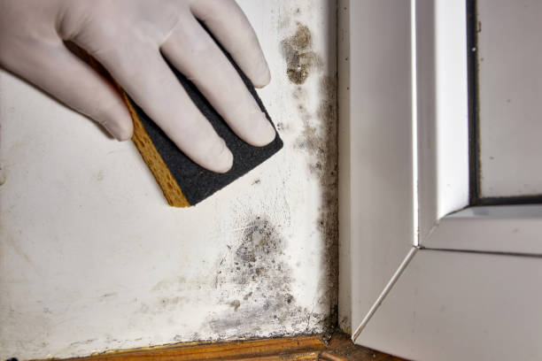 Best Black Mold Removal  in Kingsford, MI